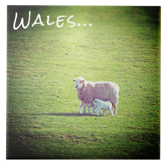 Sheep & Lamb on Green Grass Wales Ceramic Tile (Front)