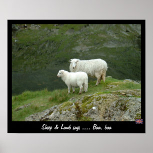 Sheep & Lamb says Baa, Baa (Poster) Poster