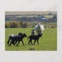 Sheep Lambs Bodmin Moor Cornwall England