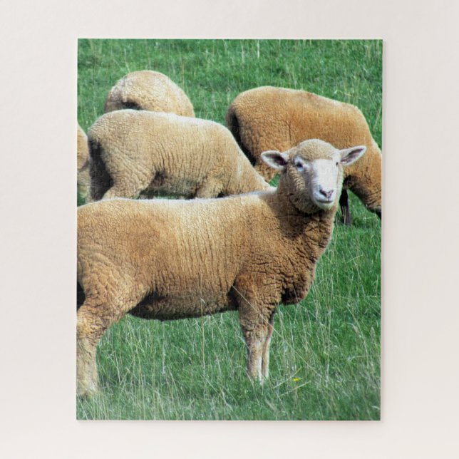 sheep looks jigsaw puzzle (Vertical)