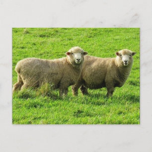 sheep looks postcard