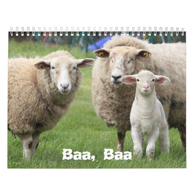Sheep Lovers Calendar, Sheep Photographs Calendar (Cover)