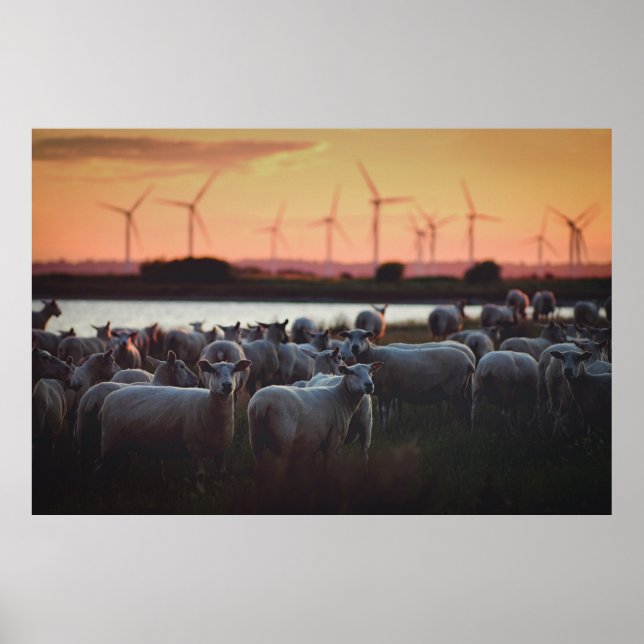 Sheep - Lydd, Romney Marsh, Kent, UK Poster (Front)