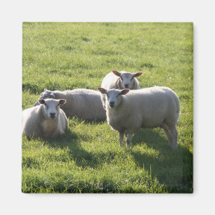 Sheep Magnet