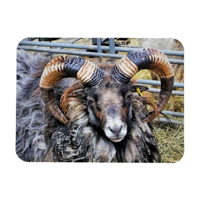 SHEEP MAGNET (Horizontal)