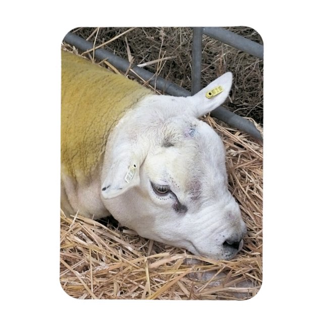 SHEEP MAGNET (Vertical)