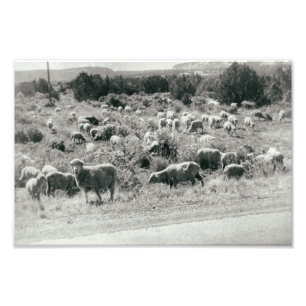 Sheep Monochrome Farm Animal Cute Herd Antique Photo Print