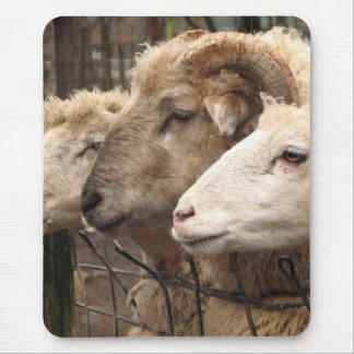 sheep mouse pad