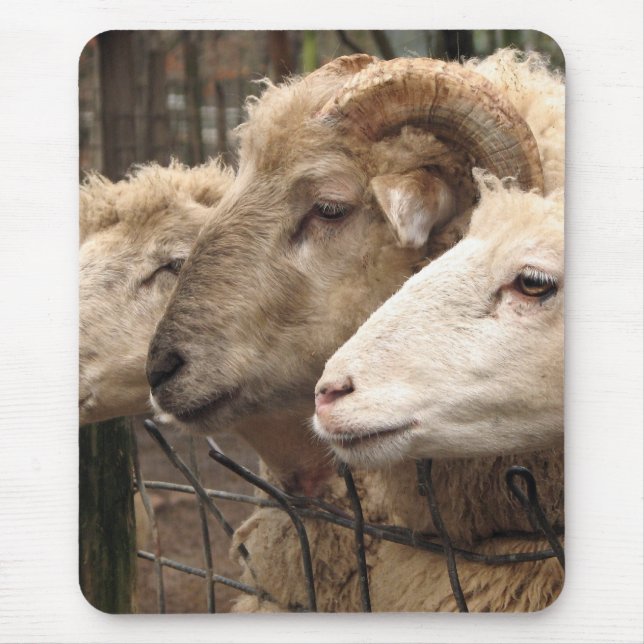 sheep mouse pad (Front)