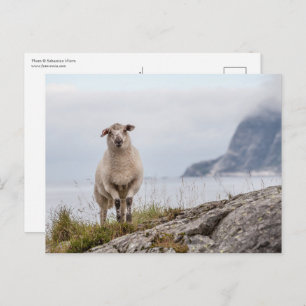 Sheep Nature Photo Postcard