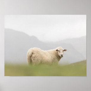Sheep Nature Photo Poster