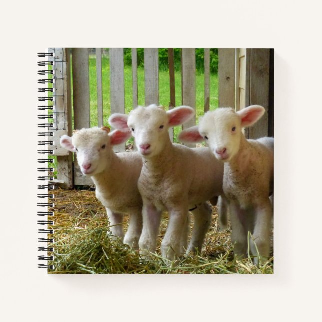 Sheep Notebook (Front)