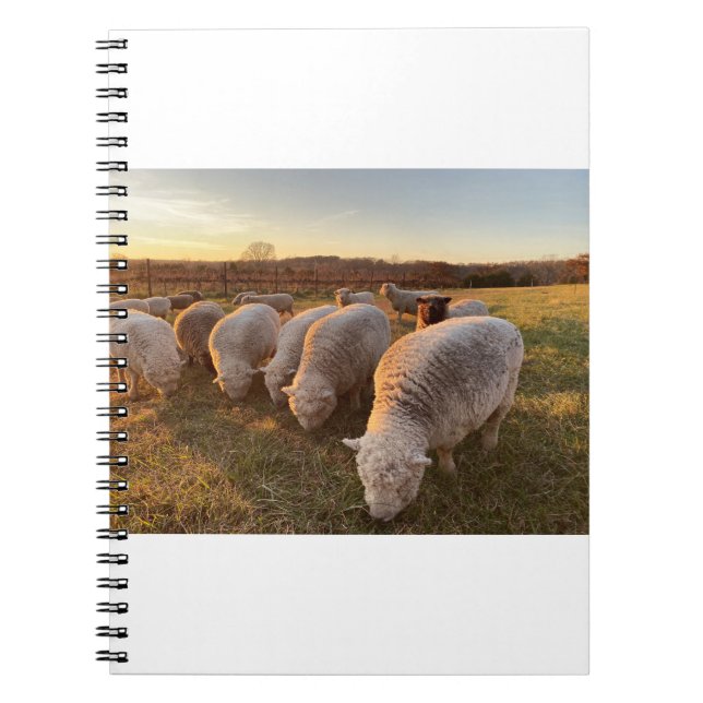 Sheep Notebook (Front)