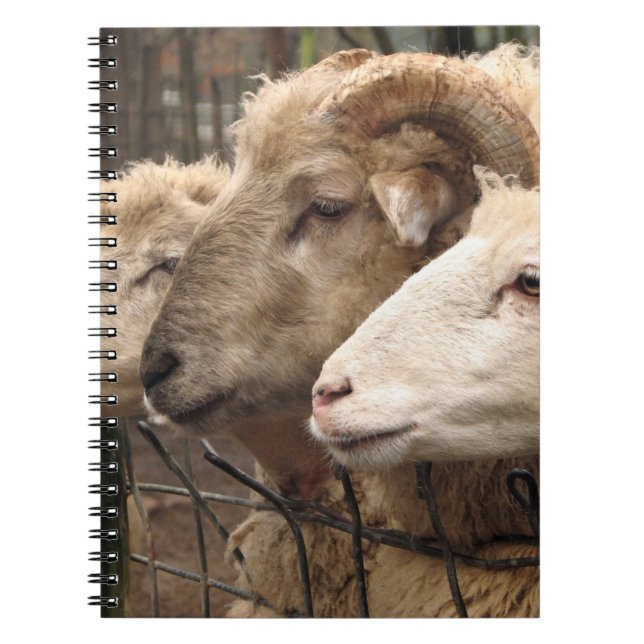 sheep notebook (Front)