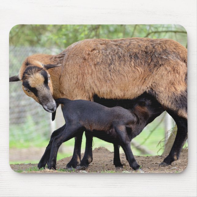 Sheep on Cameroun and lamb suckling Mouse Pad (Front)