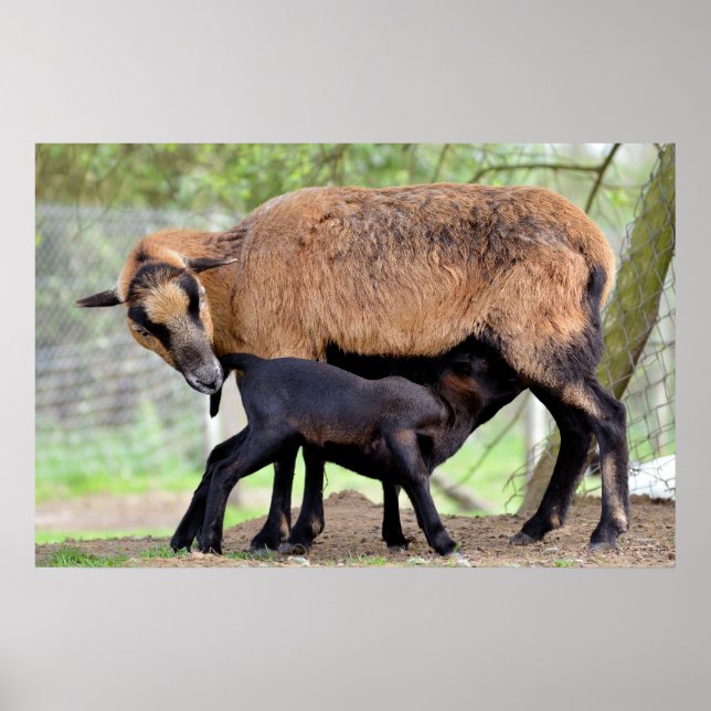 Sheep on Cameroun and lamb suckling Poster (Front)