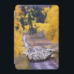 Sheep on Country Road iPad Mini Cover<br><div class="desc">A flock of sheep come down an aspen-lined country road near Columbine, Colorado. The aspens are a blaze with fall colour. Photo submitted by a Country reader. Country magazine celebrates the breathtaking beauty, engaging people, enduring values and spiritually rewarding lifestyle of the American countryside. Our enthusiastic readers contribute nearly three-fourths...</div>