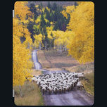 Sheep on Country Road iPad Smart Cover<br><div class="desc">A flock of sheep come down an aspen-lined country road near Columbine, Colorado. The aspens are a blaze with fall colour. Photo submitted by a Country reader. Country magazine celebrates the breathtaking beauty, engaging people, enduring values and spiritually rewarding lifestyle of the American countryside. Our enthusiastic readers contribute nearly three-fourths...</div>