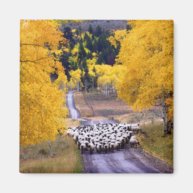 Sheep on Country Road Magnet (Front)