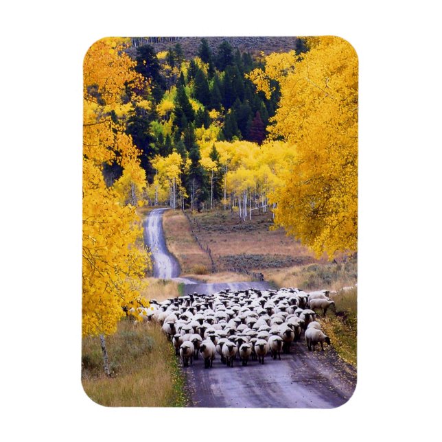Sheep on Country Road Magnet (Vertical)