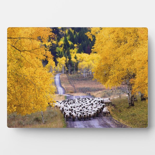 Sheep on Country Road Plaque (Front)