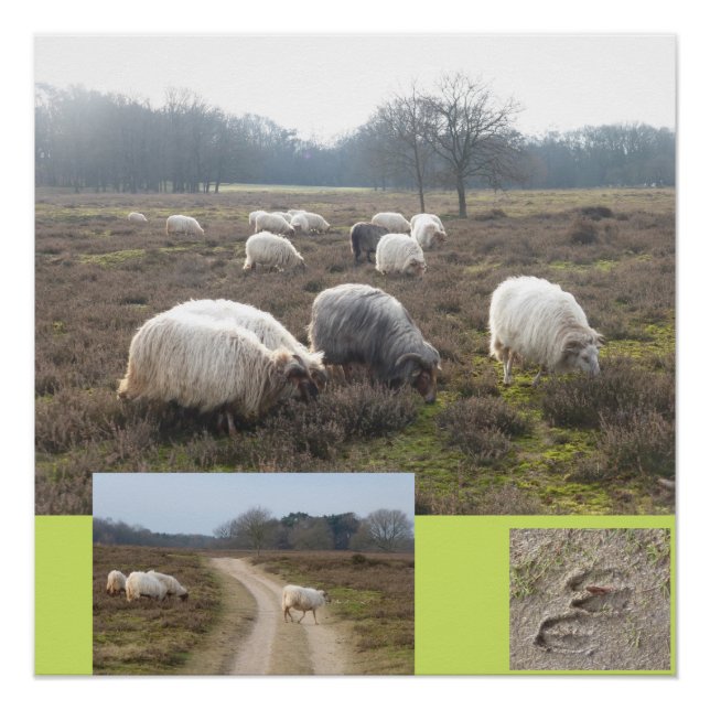 Sheep On Heathland Square Poster (Front)