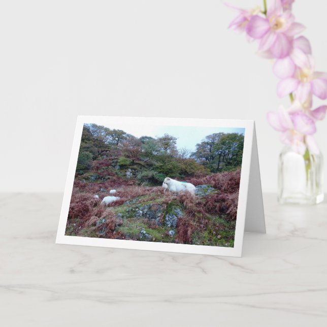 Sheep on Mountain Card (Orchid)