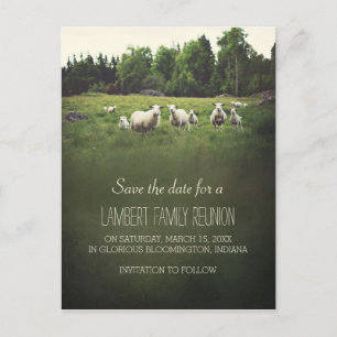 Sheep on Pasture   Family Reunion Save the Date Announcement Postcard