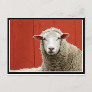Sheep on Red Postcard