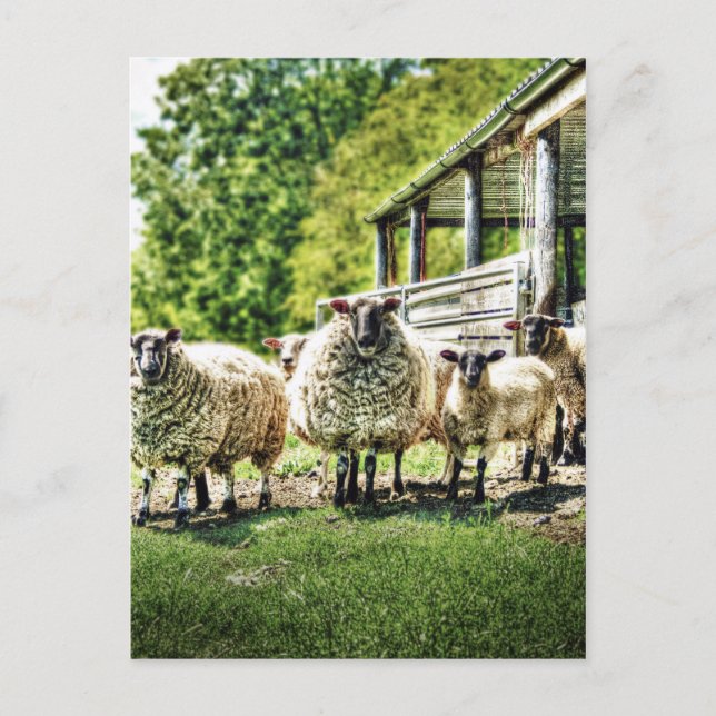 Sheep on the Farm Postcard (Front)