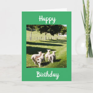 SHEEP ON THE FUN SAY **HAPPY BIRTHDAY" CARD