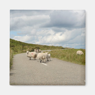Sheep on the road in Ireland magnet