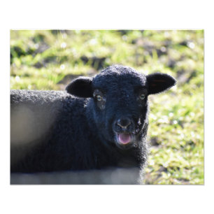 Sheep Photo Print