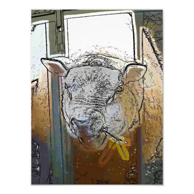 SHEEP PHOTO PRINT (Front)