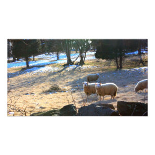 Sheep Photo Print