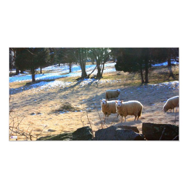 Sheep Photo Print (Front)