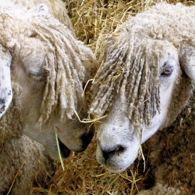 SHEEP    PING PONG BALL (Creator Uploaded)