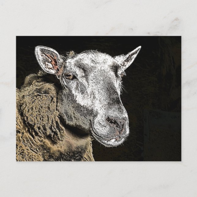 SHEEP POSTCARD (Front)