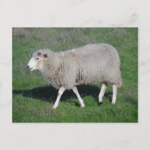Sheep Postcard