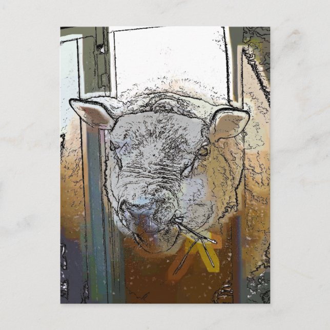 SHEEP POSTCARD (Front)