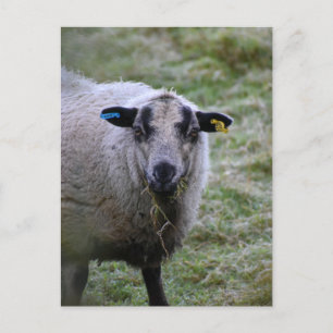 Sheep postcard