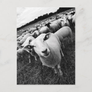 sheep postcard