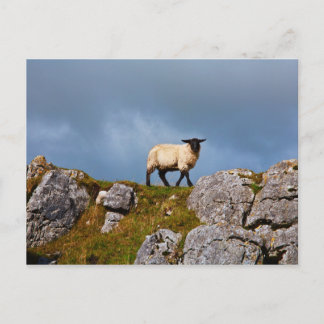 Sheep Postcard