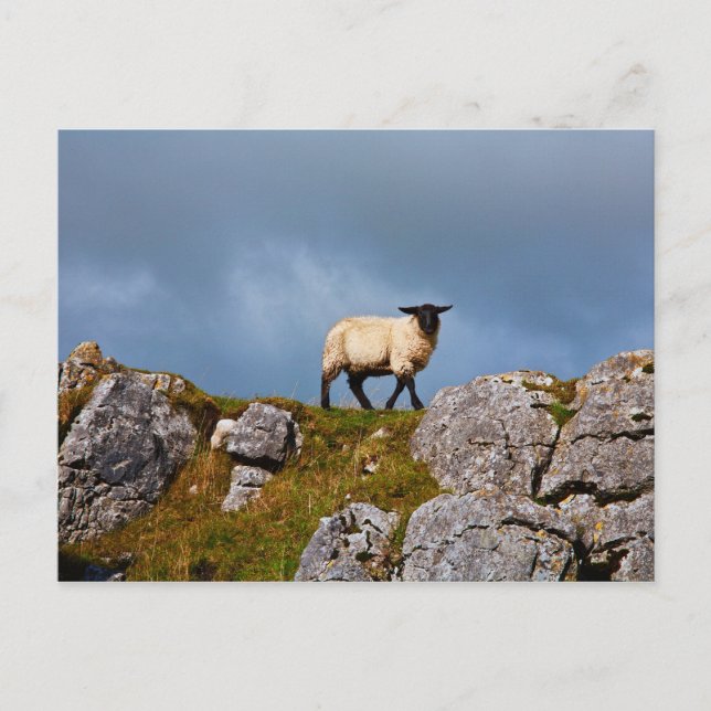 Sheep Postcard (Front)