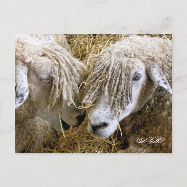 SHEEP POSTCARD (Front)