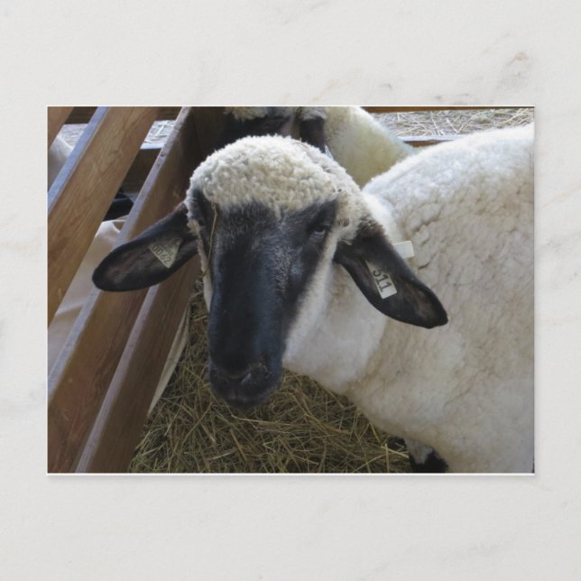 Sheep Postcard (Front)