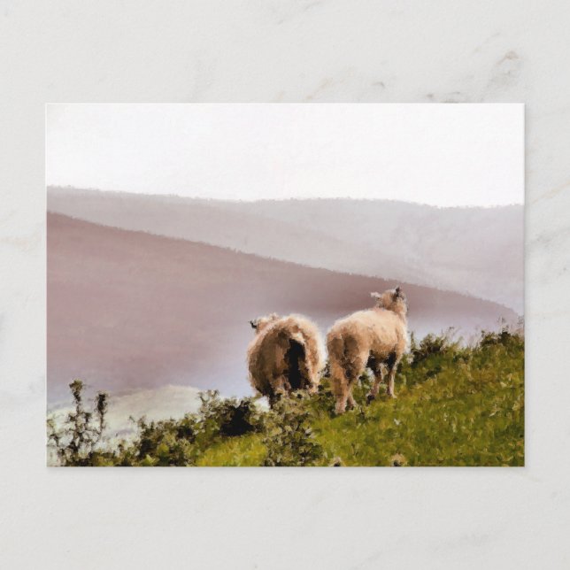 SHEEP POSTCARD (Front)