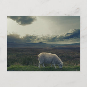 Sheep Postcard