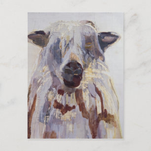 Sheep Postcard