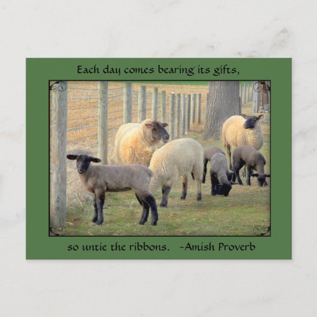 Sheep Postcard, Amish Proverb. Add your text Postcard (Front)